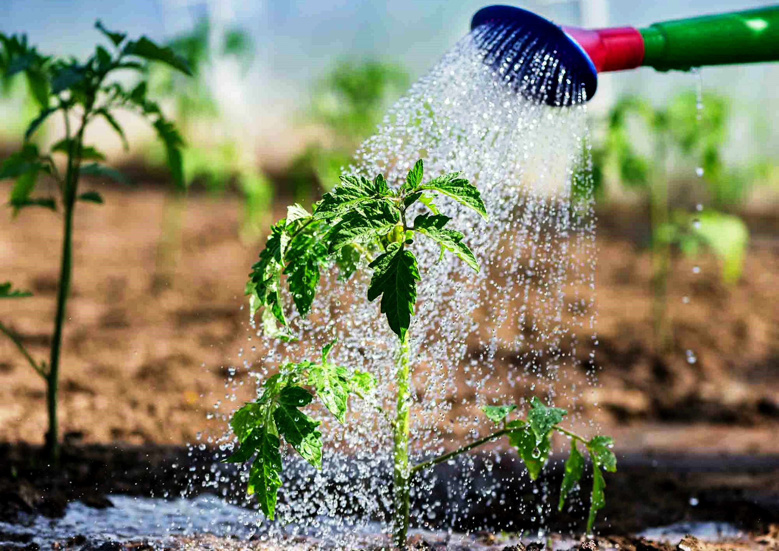 Вода из бассейна для полива растений — вредно ли? | Можно ли поливать водой из бассейна огород, газон, цветы