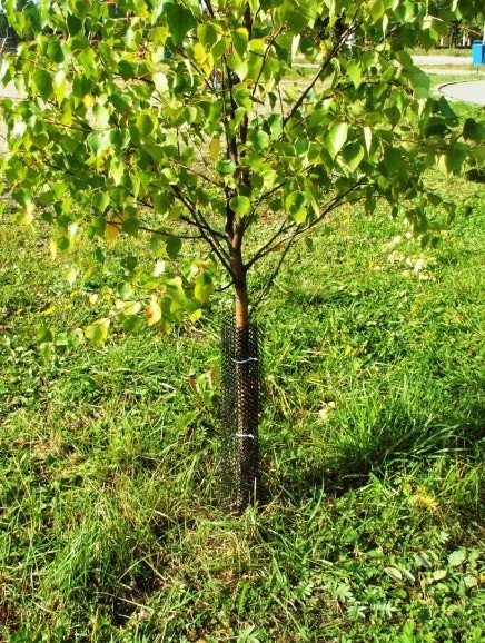 Защитные ограждения для деревьев | Как утеплить молодые плодовые деревья на зиму